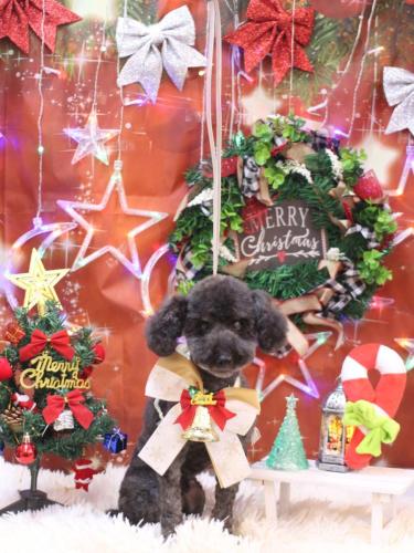 20231202ディロンくん